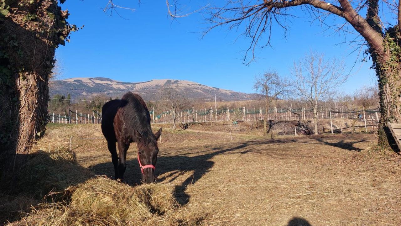 La Caneveta Al Piave Villa Valdobbiadene Bagian luar foto